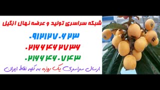 نهال ازگیل  09120460354  - ارقام نهال ازگیل - انواع نهال ازگیل