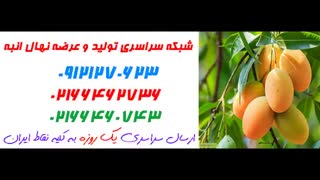 نهال انبه  09121270623 - انواع نهال انبه  - ارقام نهال انبه