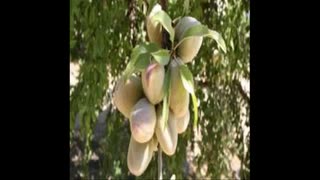 نهال بادام  09121270623 - انواع نهال بادام - ارقام نهال بادام