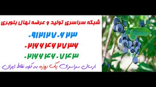 نهال بلوبری  09121270623 - انواع نهال بلوبری - ارقام نهال بلوبری