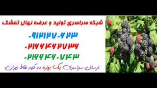 نهال تمشک  09121270623 - انواع نهال تمشک - ارقام نهال تمشک