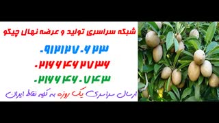 نهال چیکو  09121270623 - ارقام نهال چیکو - انواع نهال چیکو