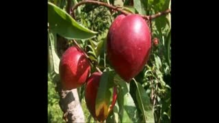 نهال شلیل  09121270623 - ارقام نهال شلیل - انواع نهال شلیل