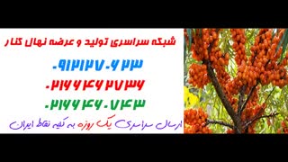 نهال کنار  09121270623 - انواع نهال کنار - ارقام نهال کنار