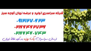 نهال گوجه سبز  09121270623 - ارقام نهال گوجه سبز - انواع نهال گوجه سبز