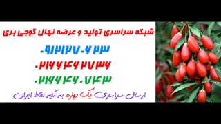 نهال گوجی بری  09121270623 - انواع نهال گوجی بری - ارقام نهال گوجی بری