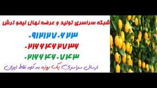 نهال لیمو ترش  09121270623 - انواع نهال لیمو ترش - ارقام نهال لیموترش
