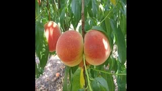 نهال هلو  09121270623 - انواع نهال هلو - ارقام نهال هلو